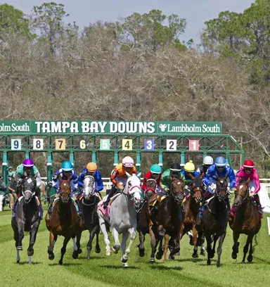 Year-over-year wagering up at 2025-2026 Tampa meet