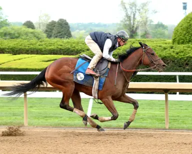 Kentucky Oaks 2026: Walsh pleased with Bella Ballerina as she works behind horses again