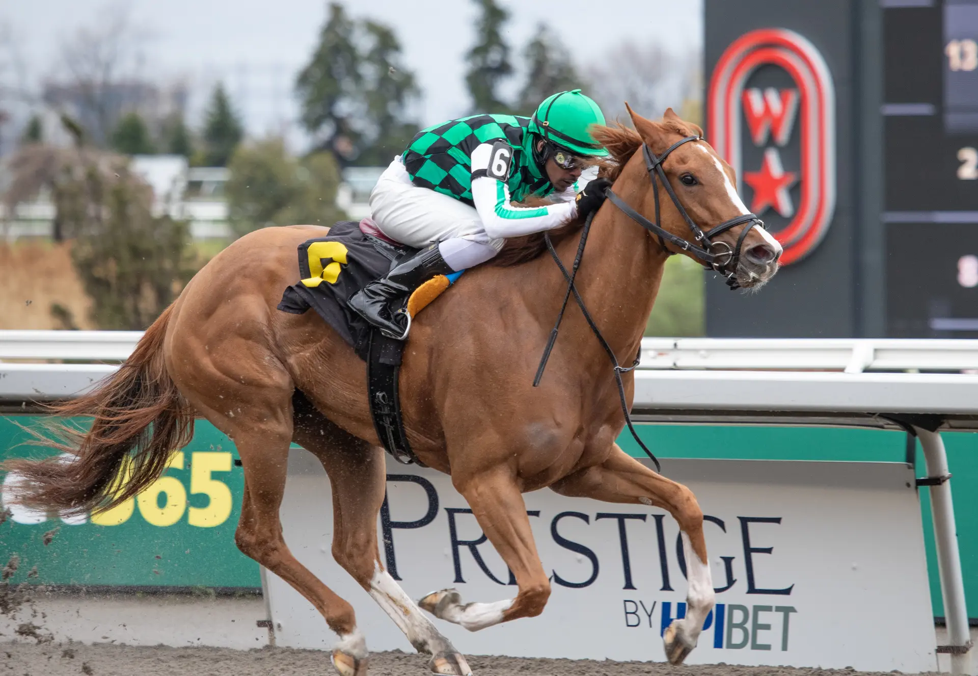Sipping History could have tactical edge in turf dash