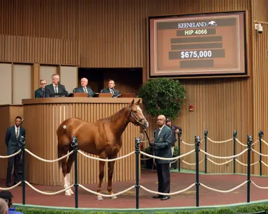 Alyeska, Hendrickson estate help average price increase at Keeneland HORA sale