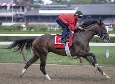 War of Will moving from Claiborne to Rockridge Stud in 2026