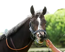 Cornucopian euthanized after suffering injury in Bing Crosby