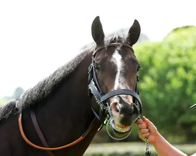 Cornucopian euthanized after suffering injury in Bing Crosby