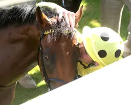 Bow Echo wins thrilling Sussex renewal, is likely for Breeders' Cup