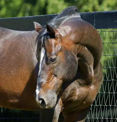 Tale of the Cat, top stallion and racehorse, dead at 30