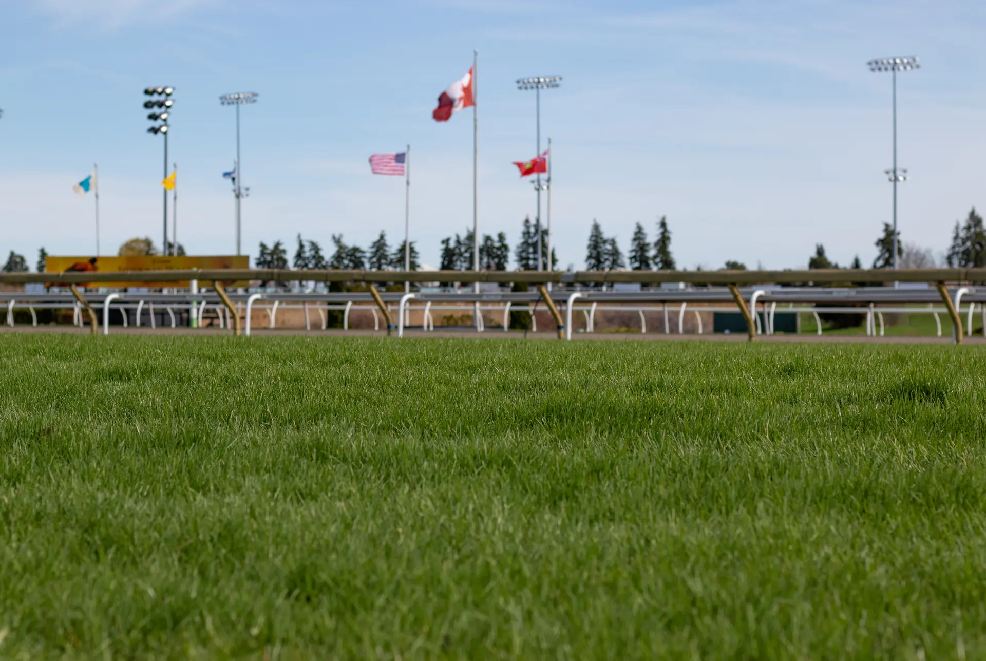 Woodbine’s main turf course to reopen on Aug. 8
