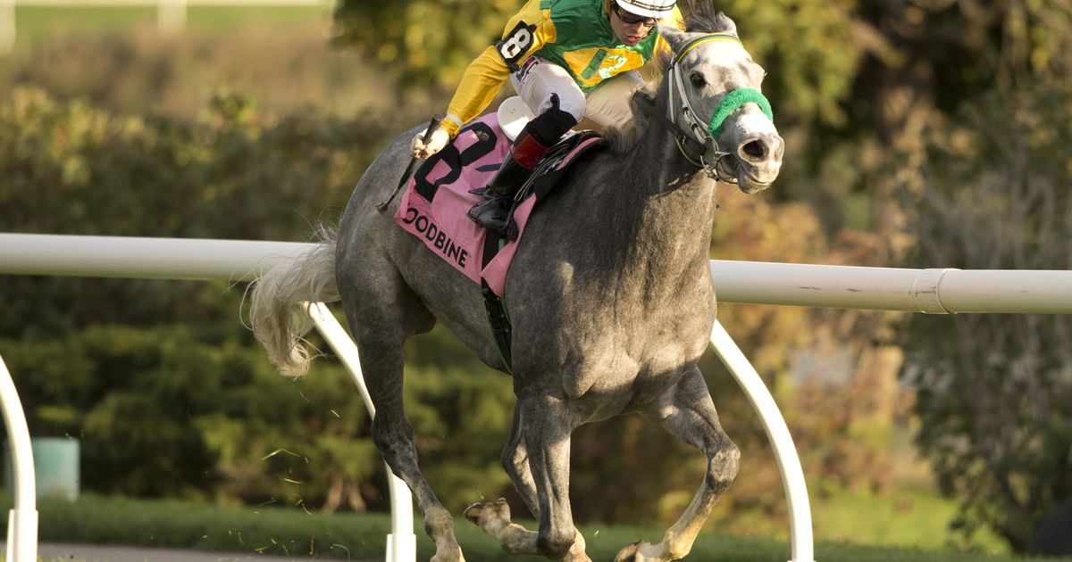 Zadracarta: Little Teddy expected to bounce back in a big way