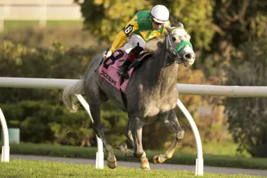 Zadracarta: Little Teddy expected to bounce back in a big way