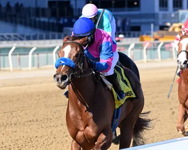 Talented New York-bred Bernieandtherose makes comeback in allowance