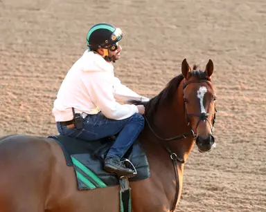 Quietside retired, booked to be bred to Nyquist