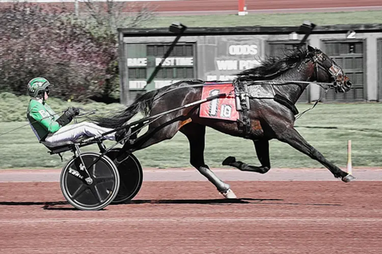 Dilly Hanover 4-27-26