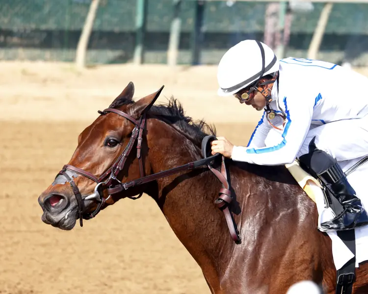 SHRED THE GNAR - The Chilukki G3 - 11-15-25 - R03 - Churchill Downs - Inside Finish 03 - Braydon Cook.jpg