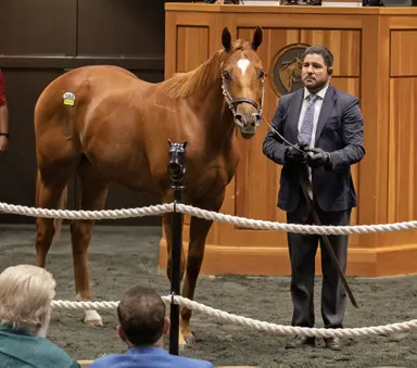 Fasig-Tipton yearling sale week tops $100 million for first time