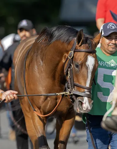 Blue hen broodmare Special Me pensioned at 19