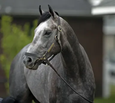 Patience helped get Arcangelo to Belmont Stakes
