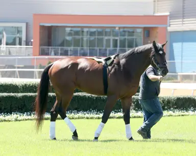 Informed Patriot sells for record $1.55 million at Fasig-Tipton July horses of racing age sale