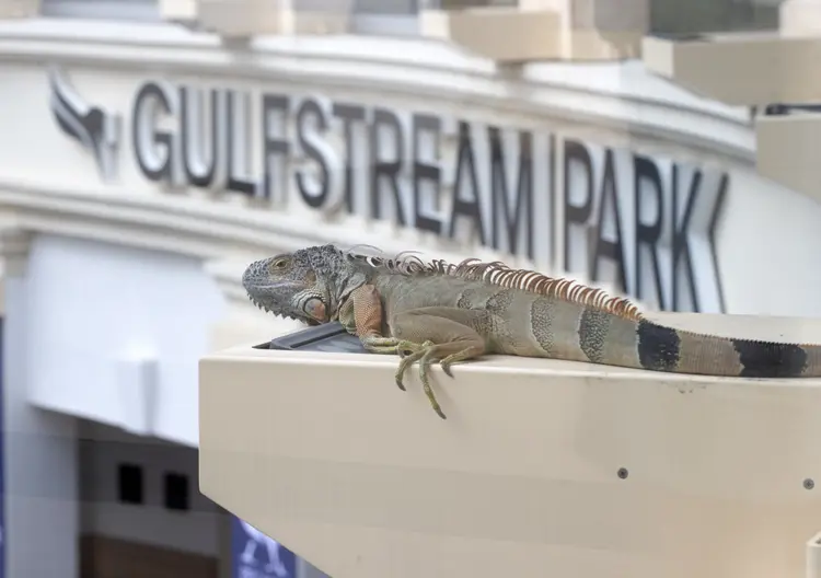 Gulfstream Park scenic.Iguana.1-23-26.BL_.jpg