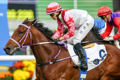 Vincent Ho reconnects with winning partners at Sha Tin on Saturday