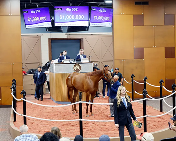 Arrogate filly saletopper23FTM.jpg