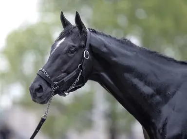 Weekend GamePlan: Picks for Ohio Derby, Chicago Stakes, Alywow