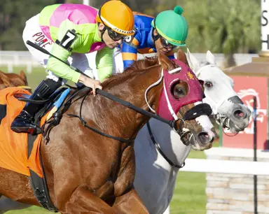 Sibelius follows same pattern in bid to repeat in Golden Shaheen