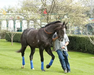 Kentucky Derby: Reincarnate remains on track for Louisville