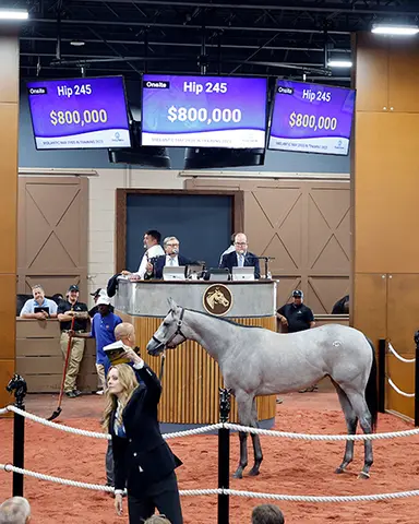 Mendelssohn filly goes for $800K at first Fasig-Tipton Midlantic session