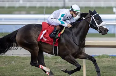 Attard holds strong hand in Whimsical