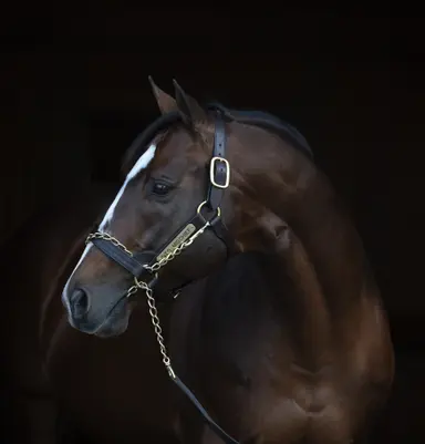 Kentucky Stallions: Into Mischief, among all-time greats, adds new accomplishments