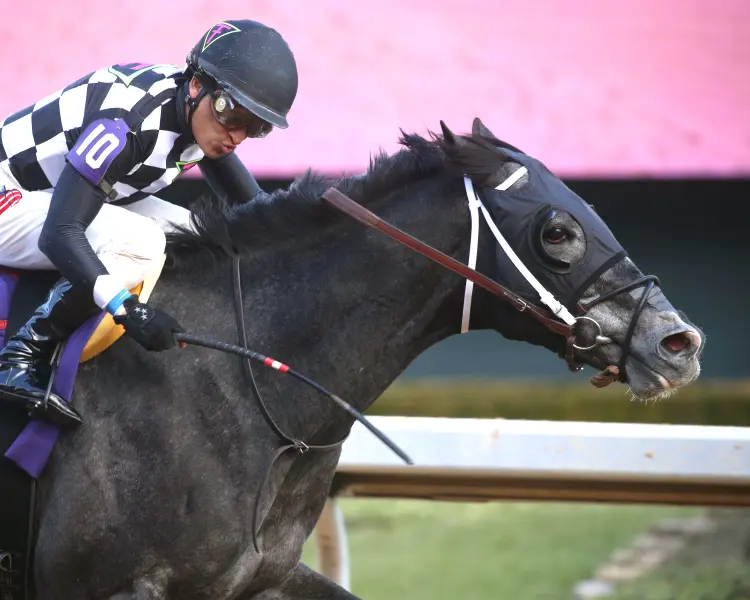 SPEED KING - The Southwest Stakes G3 - 60th Running - 01-25-25 - R10 - Oaklawn Park - Tight Finish 01 - McCarlee Perkins.jpg