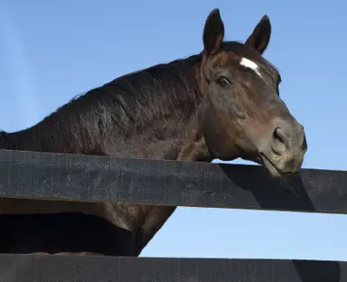 Former prominent sire Langfuhr dies at 31