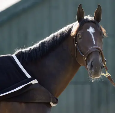 Belmont Stakes 2026: In the right hands, Golden Tempo was molded into a classic winner