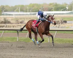 Shane’s Wonder remains unbeaten with emphatic score in Wait For It