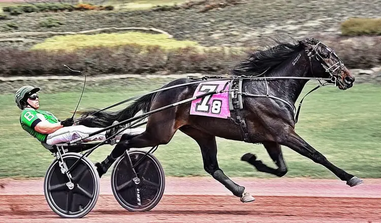 Dilly Hanover_Salonick.jpg