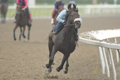 King's Plate pedigree profile: Stanley House