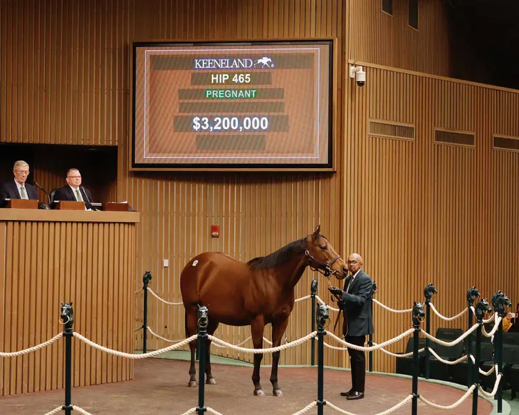 $3.2 Million Tiffany Case 2026 Keeneland January Horses of All Ages Sale.jpg