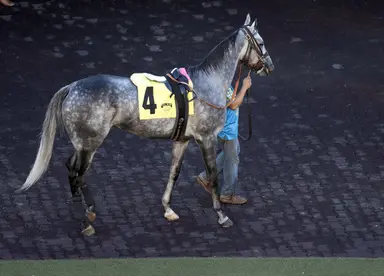 Determined veteran Mr. Disrespectful eyes first stakes win in Unusual Heat