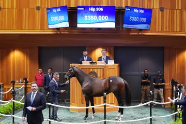 $380,000 Violence colt tops first session of Fasig-Tipton New York-bred yearling sale