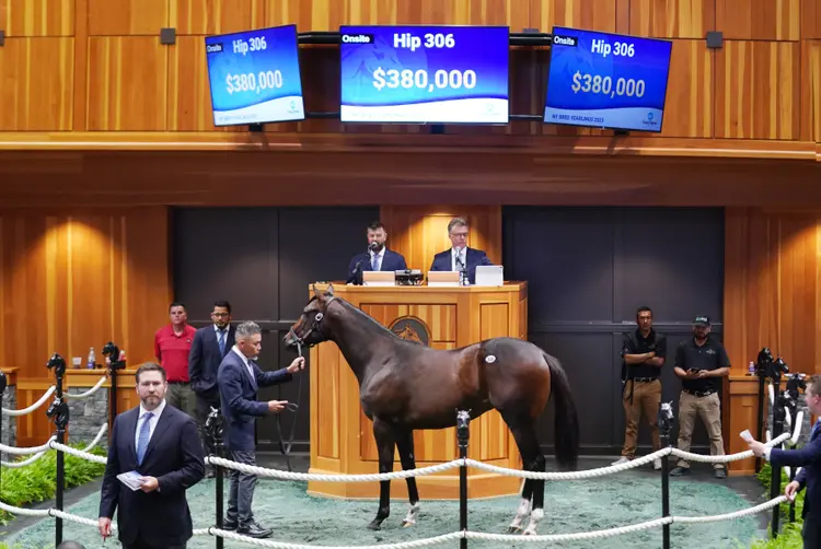 Violence colt/Hip 306 FT NY