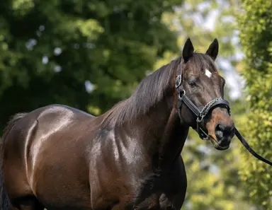 Ghostzapper, breeder Dalos, trainer Doyle top inductees into Canadian Horse Racing Hall of Fame