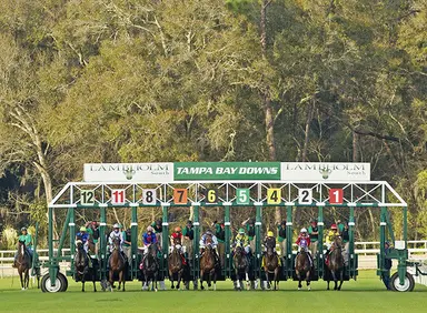 DRF's Horse Racing Playbook for Sunday, February 1
