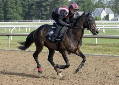 Australian sprint star Asfoora looks for another Group 1 win in the Flying Five