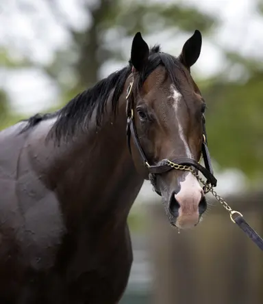 Airdrie stallions among the headliners at Fasig-Tipton July yearling sale