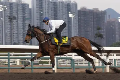 Ka Ying Rising bids to equal Golden Sixty's streak in Hong Kong Sprint