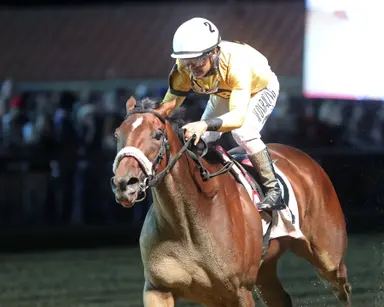 Full brother to Free Like a Girl tops Texas summer yearling auction