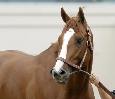 Pletcher seeks fifth Belmont triumph with Antiquarian
