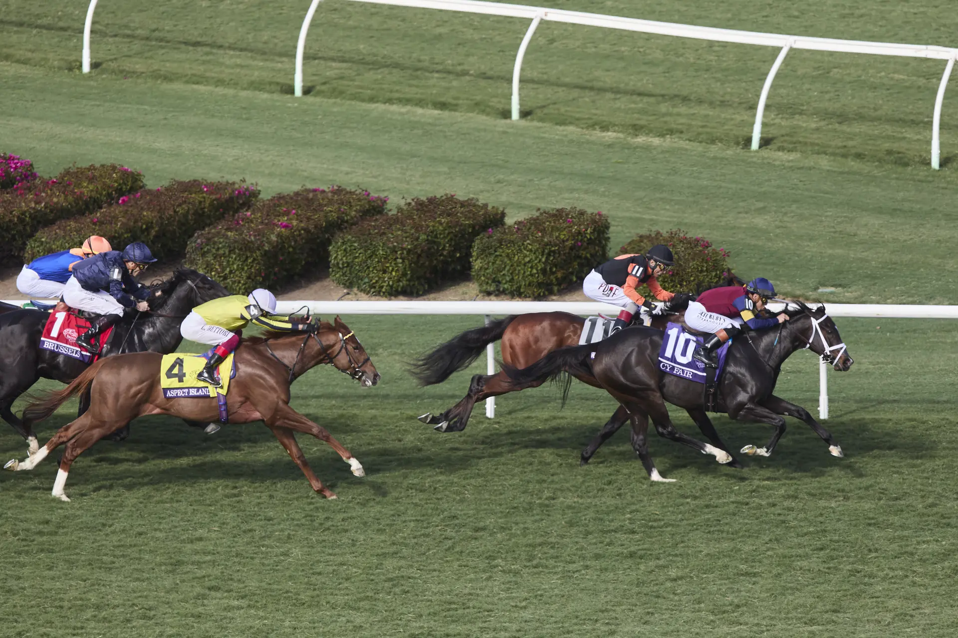 Breeders' Cup Juvenile Turf Sprint: Cy Fair a total pro, gives Weaver first BC win