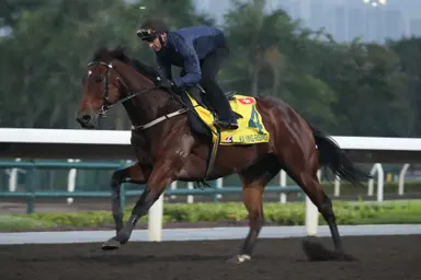 Hong Kong Sprint could be crowning moment for newest star Ka Ying Rising