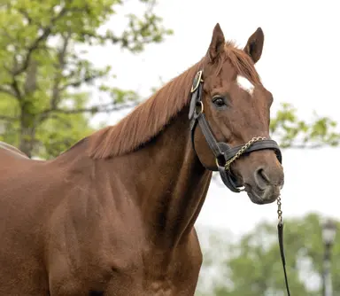 Versatile and classy sire Speightstown dead at 25