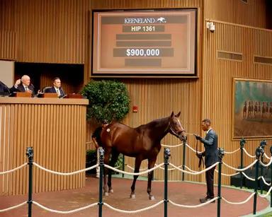 Practical Joke colt leads Book 3 opening session at Keeneland September yearling sale
